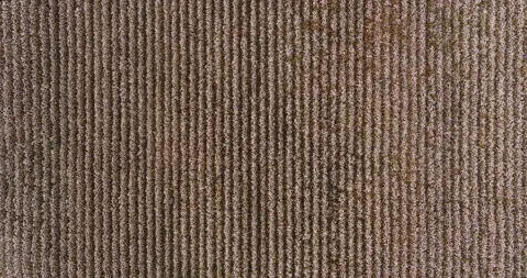 Rows of cotton crops 스톡 동영상 348332677