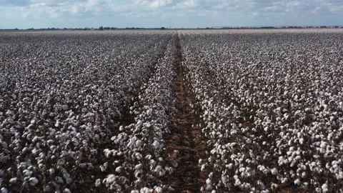 Rows of Cotton Ready for Harvest, Drone Aerial View, Burleson County, Texas, USA Stock Footage 164674623