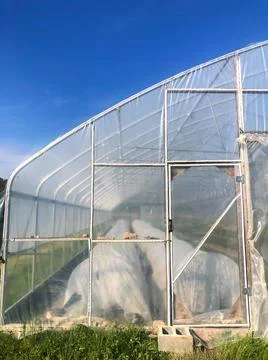 Rows of covered crops are seen through greenhouse wall Foto stock