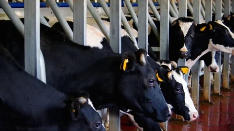 Rows of Cows in Milking Station 스톡 동영상 76332699