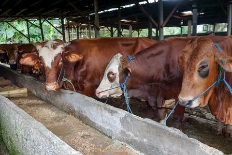 Rows of cows ready to be sold for sacrifice on Eid al-Adha  Stock Photos