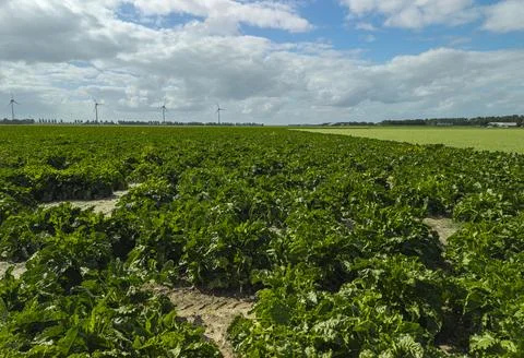 Rows of crop plants extend across flat farmland beneath partly cloudy sky Stock-Fotos