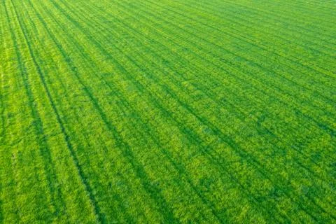 Rows Of Crops From The Air Stock-Fotos