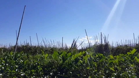 Rows of crops climb on structures in floating garden, shop in motion, Inle Lake Vídeos de archivo 79965553