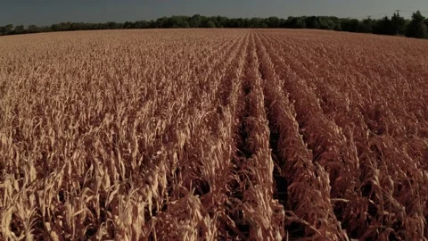 Rows of crops destroyed by the affects of climate change. Stock Footage 203711841