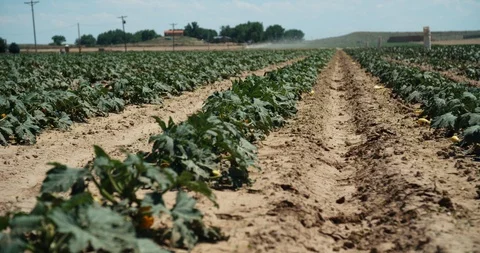 Rows of crops in dirt field showing western barren soil heat Stock Footage 120620633