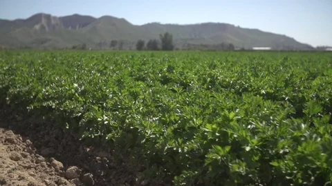 Rows of crops on a farm camera floating by slow motion . Stock Footage 71119007