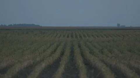 Rows of Crops Stock Footage 128767259