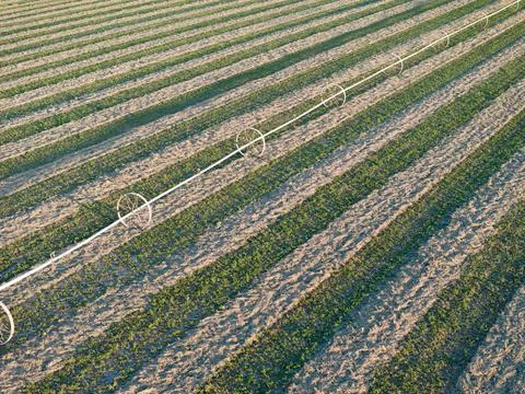 Rows of crops with irrigation line Stock Photos