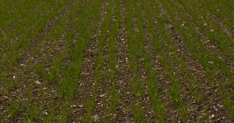 Rows of crops planted in straight lines gently blowing in the wind in a field. Stock Footage 89855513