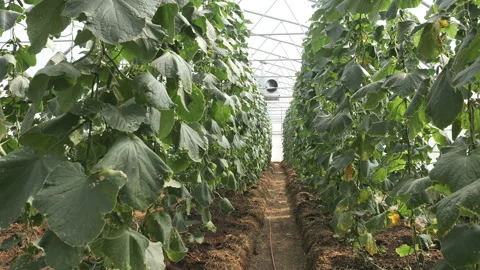 Rows of Cucumber Plants Growing Inside Modern Greenhouse Vídeos de archivo 345021705