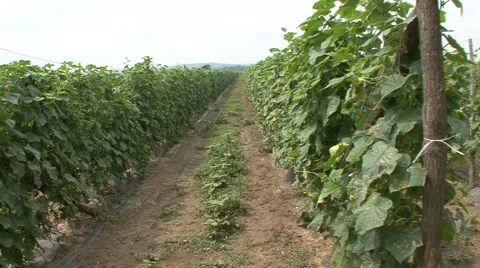 Rows of cucumbers in a field Vídeo Stock 41123209
