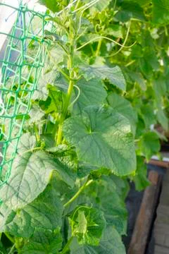 Rows of cucumbers grown in a greenhouse. Stock Photos