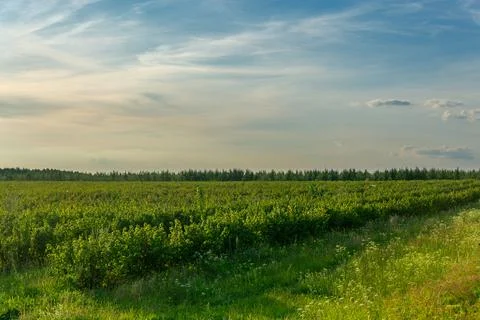 Rows of currant bush on the agricultural field. Фото