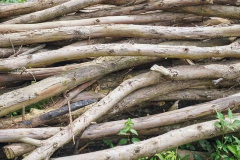 Rows of cut tree trunks with natural wood grain details Foto stock