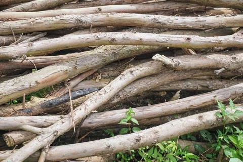 Rows of cut tree trunks with natural wood grain details Foto stock
