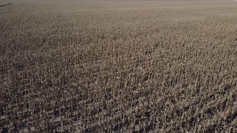 Rows of Dead Corn Stock Footage 75706865