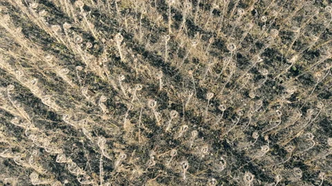 Rows of dead plants on a farm. Damaged crop concept. Stock-Footage 96715374
