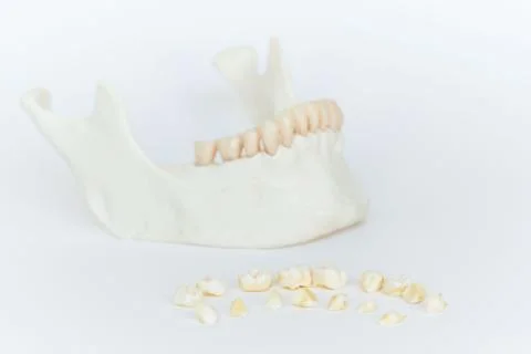 Rows of deciduous or milk teeth on the white background Stock Photos