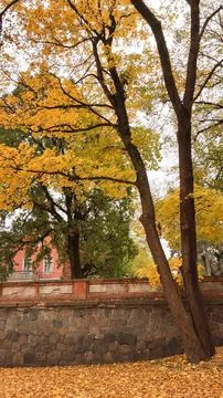 Rows of deciduous trees with yellow foliage in a scenic autumn park. Public.. Foto stock