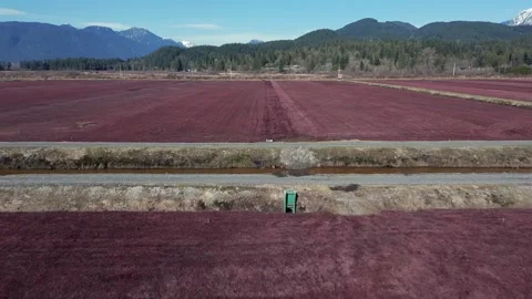 Rows of Deep Red Cranberry Fields Stretch Across Flat Farmland With Forested Stock Footage 333517119