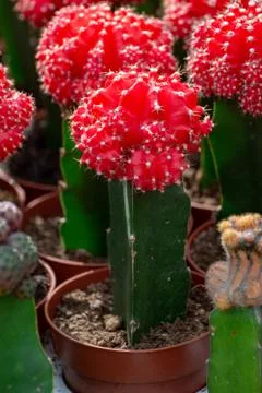 Rows of different cacti plants in buckets on sale in garden shop, homeplant a Stock Photos