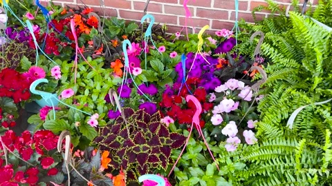 Rows of different color fresh plants on display and a brick wall background Stock Footage 184640951