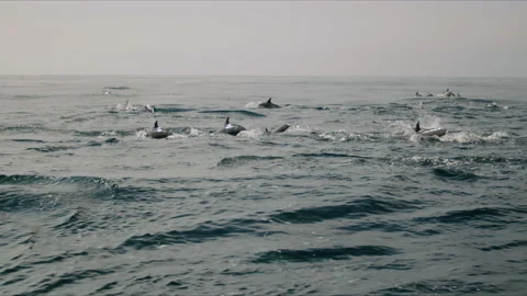 Rows Of Dolphins Jumping As A Pod 4K 48FPS SLO-MO Stock Footage 221190770