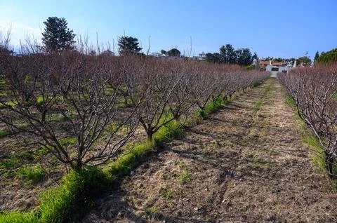 Rows of dormant trees stretch across a tranquil orchard under a clear blue .. Foto stock