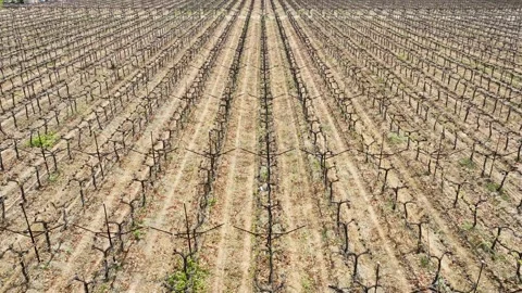 Rows of dormant vines in a bare dry vineyard during the winter, viewed from.. Stock Footage 305381898
