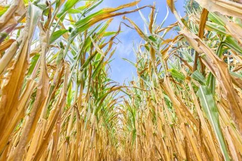 Rows of dried corn plants bottom view Stock Photos