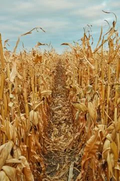 Rows of dried corn plants, Zea mays Stock-Fotos