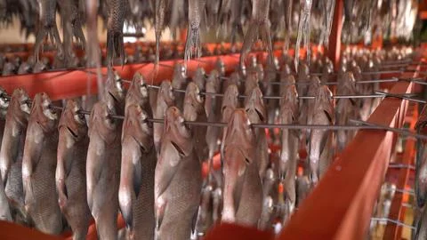 Rows of Dried Fish Hanging on Racks 库存照片