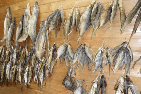 Rows of dried fish hanging on ropes on wooden wall Stock Photos