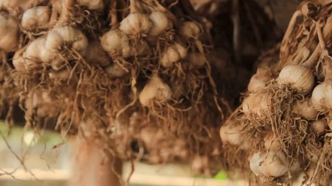 Rows of dried garlic hanging in storage in a timber drying shed Stock Footage 98334519