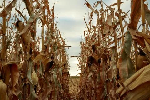 Rows of dried maize plants ready to harvest Stock Photos
