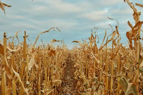 Rows of dried maize waiting to be harvested Stock-Fotos