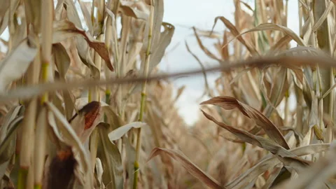 Rows of drought dried corn plants in farmers field due to climate change. Stock Footage 244804644