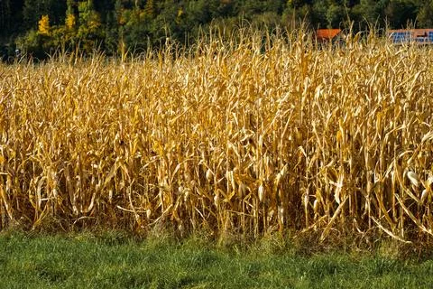 Rows of dry ripened corn in a field prepared for harvest. Corn harvest season 写真素材