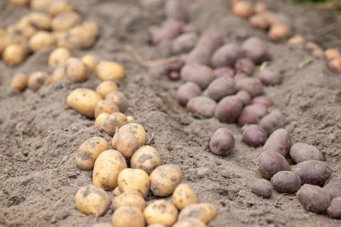 Rows of dug potato of different colour in the garden Stock Photos