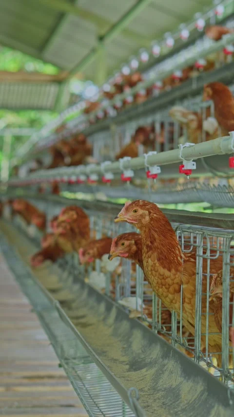 Rows of egg-laying chickens in wire cages feeding along metal trough system Stock Footage 346961365