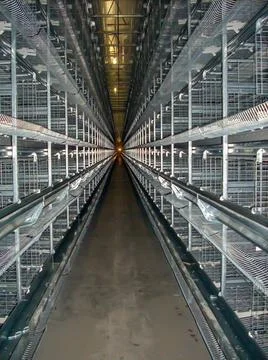 Rows of empty cages from inside an industrial chicken egg layer confinement Stock Photos