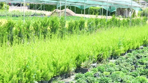Rows of evergreen conifer trees growing in nursery greenhouse Stock-Footage 342266033