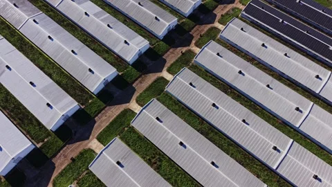 Rows of farm buildings with green fields during daylight in rural area Vidéo 334029316