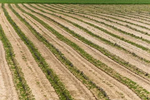 Rows of a field just worked Foto stock