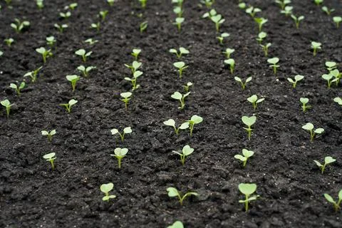 Rows of first radish seedlings in the greenhouse. Stock Photos