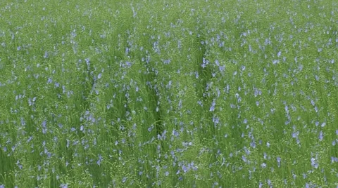 Rows of flax blooming in field, summer breeze - full screen  Stock Footage 51753797