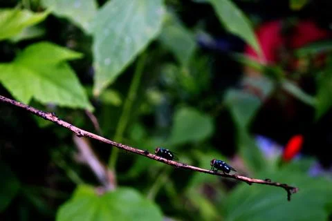 Rows of flies landed on the branches Stock Photos