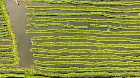 Rows of floating gardens, Inle Lake, Myanmar Stock Footage 111775402
