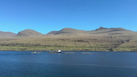 Rows of floating salmon cages anchor along the rugged shoreline of the Faroe Isl Stock Footage 310948040